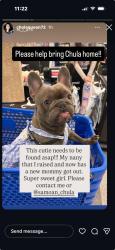 Lost Female Dog last seen Bonnie Cove and Glendora Ave , Glendora, CA 91740