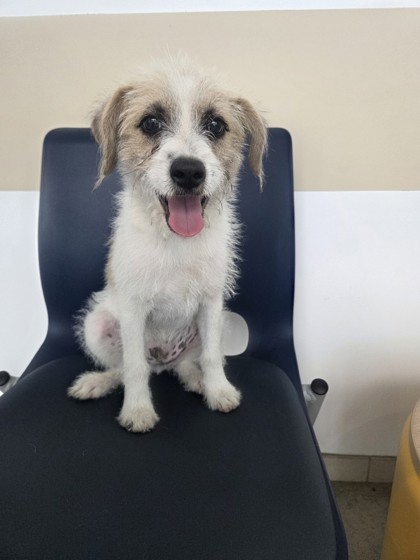 Shelter Stray Male Dog last seen Near block of Harmon Rd, North District, TX, 355 Hillshire Dr, Haslet, TX 76052, USA