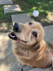 Reunited Female Dog last seen Near N Rowan Ave, Los Angeles, CA 90063, USA, Los Angeles, CA 90063