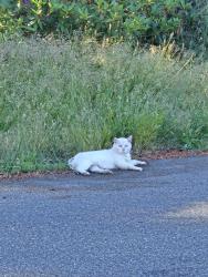 Found/Stray Unknown Cat last seen 6th Ave and 174th, Spanaway, WA 98387