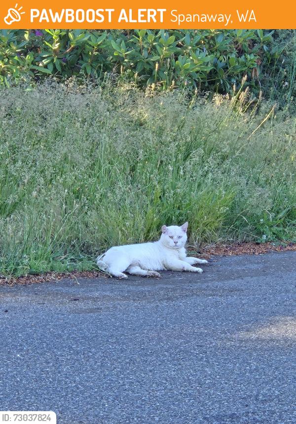 Found/Stray Unknown Cat last seen 6th Ave and 174th, Spanaway, WA 98387
