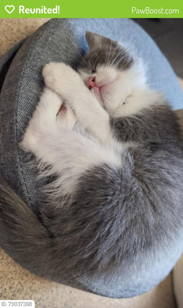 Reunited Female Cat last seen Kennet valley school , Calcot, England RG31 7BP