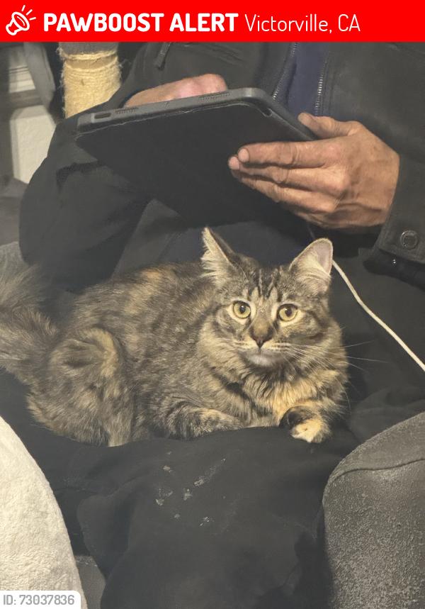 Lost Female Cat last seen 2nd/nisqualli, Victorville, CA 92395