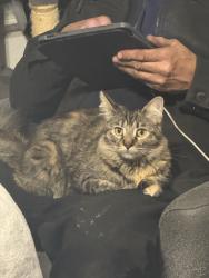 Lost Female Cat last seen 2nd/nisqualli, Victorville, CA 92395