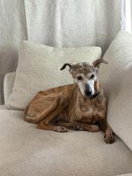 Lost Female Dog last seen East Hamlin and Fairview, Eastlake, Seatt , Seattle, WA 98102