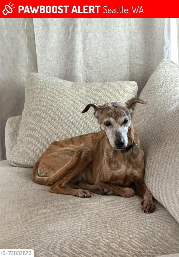 Lost Female Dog last seen East Hamlin and Fairview, Eastlake, Seatt , Seattle, WA 98102