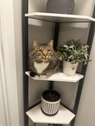 Reunited Female Cat last seen Near sw campus road , Federal Way, WA 98023