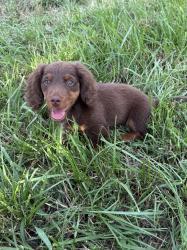 Lost Male Dog last seen Possum valley, ailor gap, beard valley , Maynardville, TN 37807