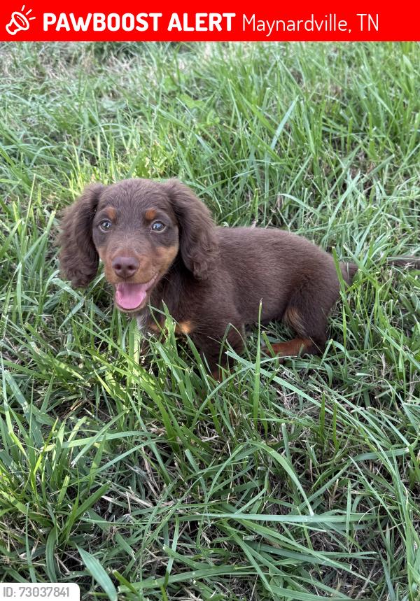 Lost Male Dog last seen Possum valley, ailor gap, beard valley , Maynardville, TN 37807