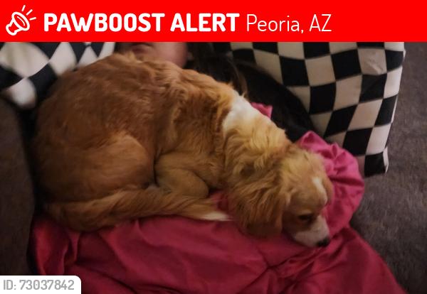 Lost Female Dog last seen 91st ave and peoria, Peoria, AZ 85345
