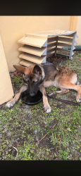 Reunited Female Dog last seen Miami Gardens dr and NE 19th ave, North Miami Beach, FL 33162