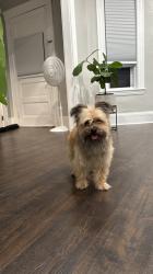 Reunited Unknown Dog last seen Highlands, Lowell, MA 01851
