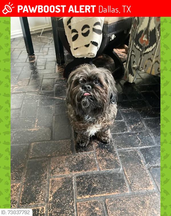Lost Male Dog last seen Stefani Drive between Bodeker, Walnut Hill and Park Lane in the Windsor Park , Dallas, TX 75225
