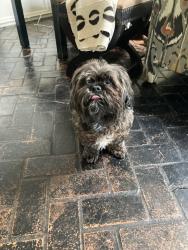 Lost Male Dog last seen Stefani Drive between Bodeker, Walnut Hill and Park Lane in the Windsor Park , Dallas, TX 75225