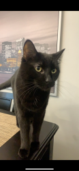 Lost Male Cat last seen S Yellowstone Dr and Yellowstone Court, Madison, WI 53705
