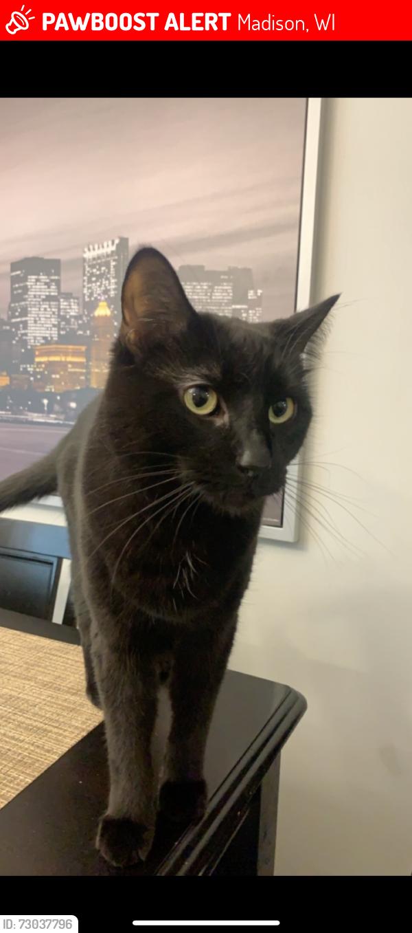 Lost Male Cat last seen S Yellowstone Dr and Yellowstone Court, Madison, WI 53705