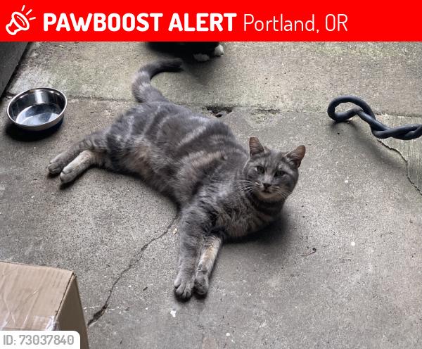Lost Unknown Cat last seen 57th and Sumner st , Portland, OR 97218