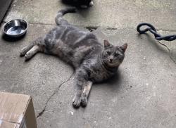 Lost Unknown Cat last seen 57th and Sumner st , Portland, OR 97218