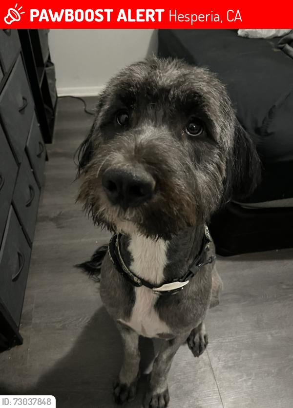 Lost Female Dog last seen Sycamore, eucalyptus, Hesperia, CA 92345