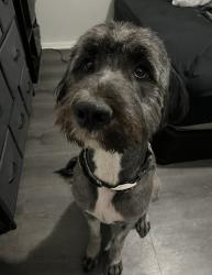 Lost Female Dog last seen Sycamore, eucalyptus, Hesperia, CA 92345