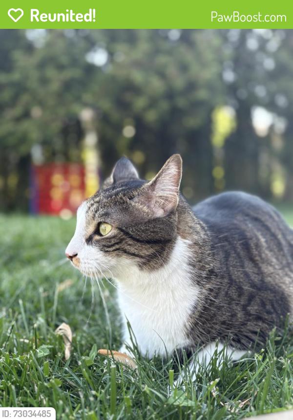 Reunited Male Cat last seen Colorado St, Allentown , Allentown, PA 18103