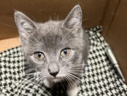 Shelter Stray Female Cat last seen 102nd Street between 2nd and 3rd Streets, NEW YORK, NY, 10029, 326 E 110th St, New York, NY 10029, USA