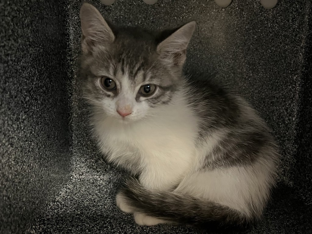 Shelter Stray Female Cat last seen 102nd Street between 2nd and 3rd Streets, NEW YORK, NY, 10029, 326 E 110th St, New York, NY 10029, USA