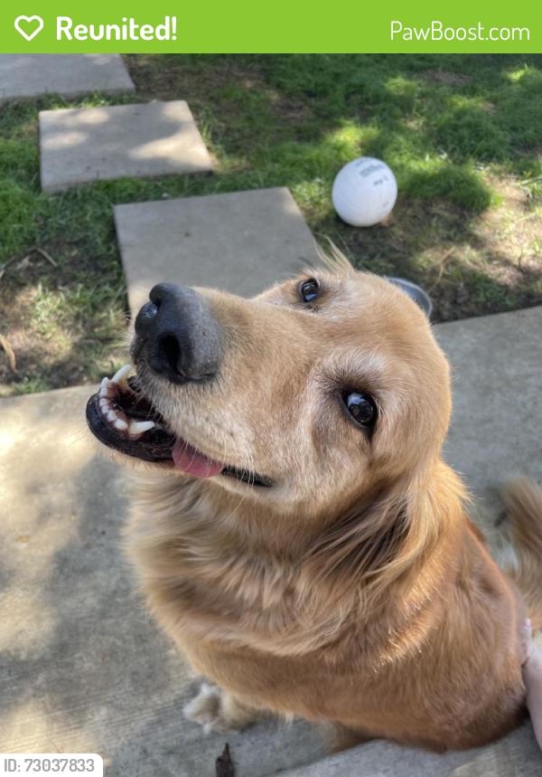 Reunited Female Dog last seen Near N Rowan Ave, Los Angeles, CA 90063, USA, Los Angeles, CA 90063