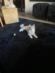Lost Male Cat last seen North Ridge Middle School, North Richland Hills, TX 76182
