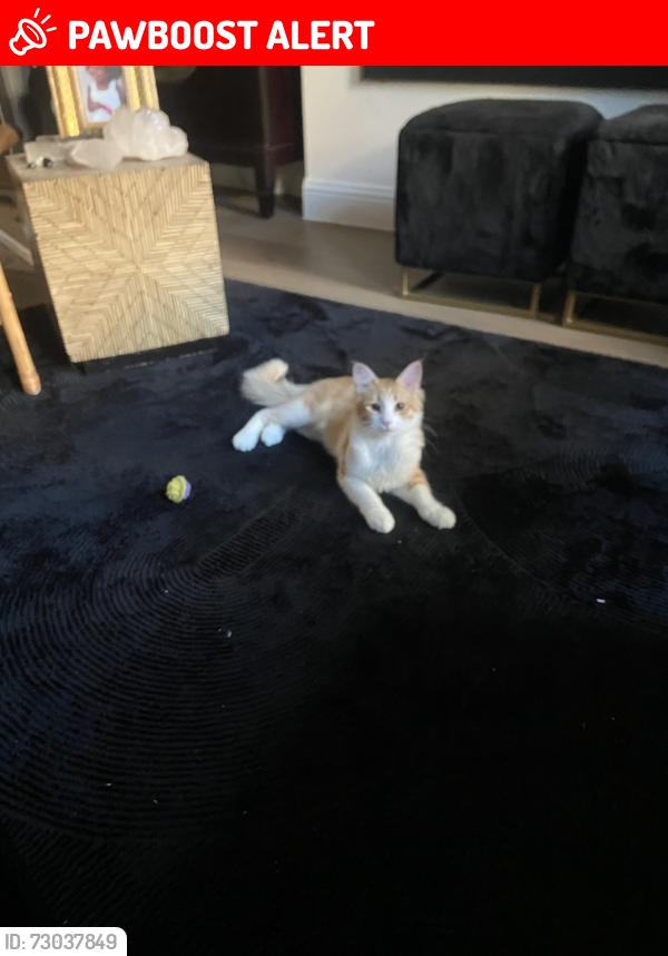 Lost Male Cat last seen North Ridge Middle School, North Richland Hills, TX 76182