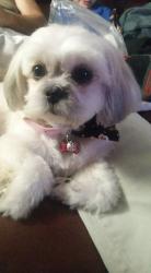 Lost Female Dog last seen 52nd and Paulina, Chicago, IL 60609