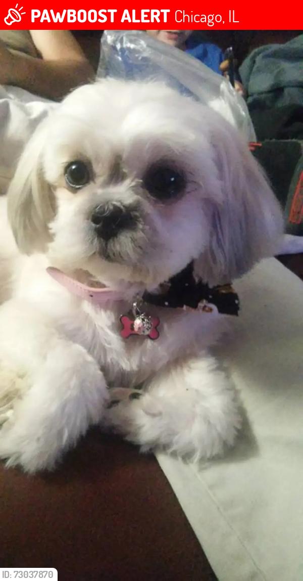 Lost Female Dog last seen 52nd and Paulina, Chicago, IL 60609