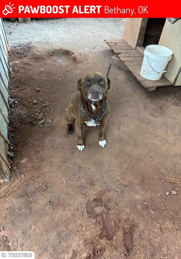 Lost Male Dog last seen Dead end neigberhod a retierment home, Bethany, OK 73008