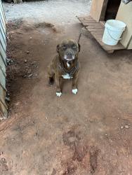 Lost Male Dog last seen Dead end neigberhod a retierment home, Bethany, OK 73008