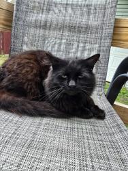 Found/Stray Unknown Cat last seen Owen street, Port Jervis, NY 12771