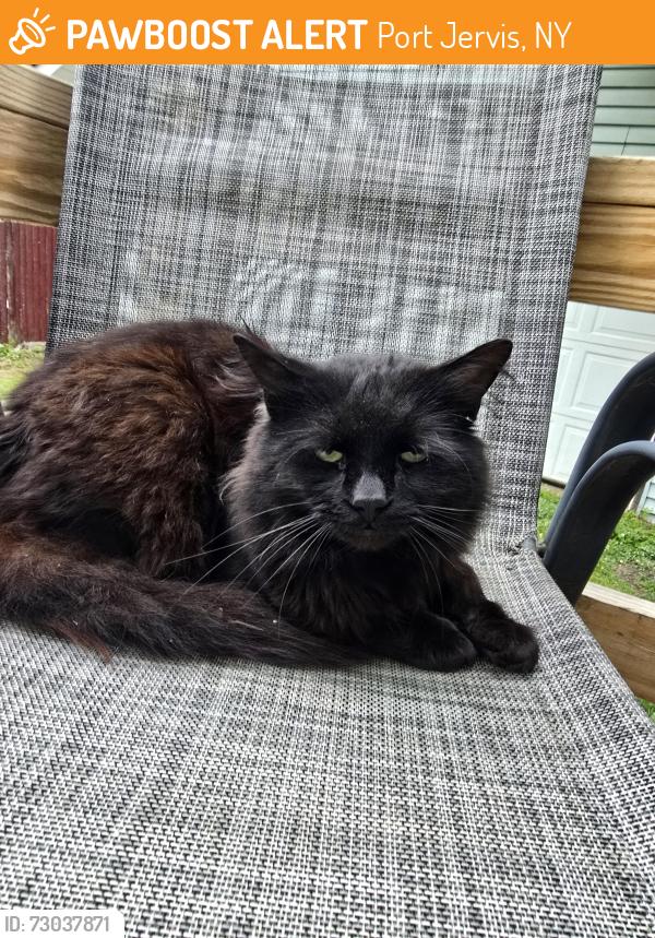 Found/Stray Unknown Cat last seen Owen street, Port Jervis, NY 12771