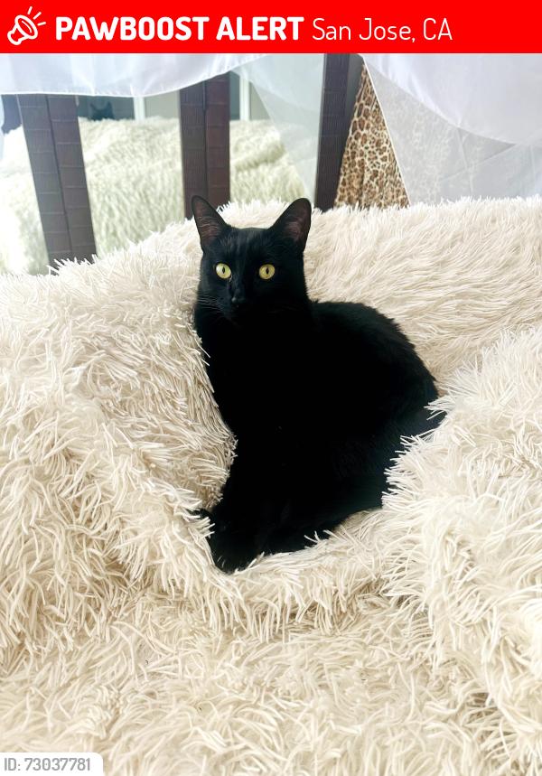 Lost Male Cat last seen Hampton Drive/Elwood Rd, San Jose, CA 95120