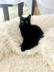 Lost Male Cat last seen Hampton Drive/Elwood Rd, San Jose, CA 95120