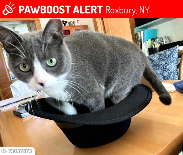 Lost Female Cat last seen Near St Hwy 30 Roxbury,Ny 12474, Roxbury, NY 12474