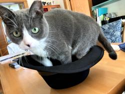 Lost Female Cat last seen Near St Hwy 30 Roxbury,Ny 12474, Roxbury, NY 12474