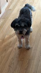 Lost Female Dog last seen Woolley & Juniper near fire station, Oswego, IL 60543