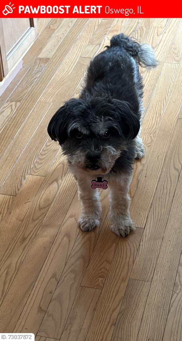 Lost Female Dog last seen Woolley & Juniper near fire station, Oswego, IL 60543