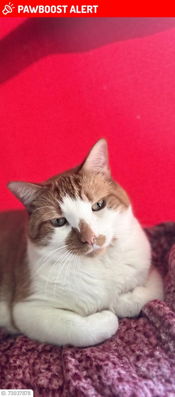 Lost Male Cat last seen Fremont Road, Onondaga County, NY 13116