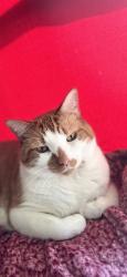 Lost Male Cat last seen Fremont Road, Onondaga County, NY 13116