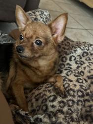 Lost Female Dog last seen Near Fidel ave Whittier ave CA, Whittier, CA 90605