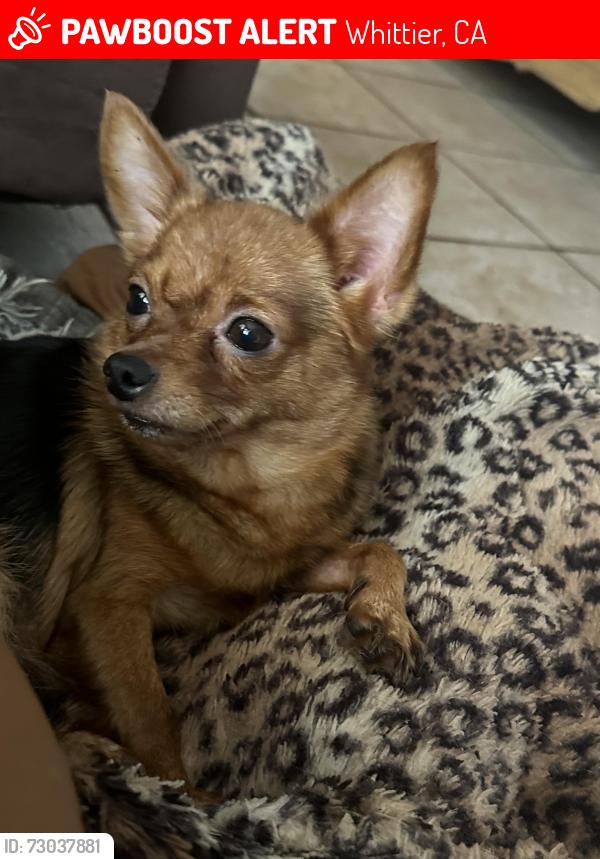 Lost Female Dog last seen Near Fidel ave Whittier ave CA, Whittier, CA 90605