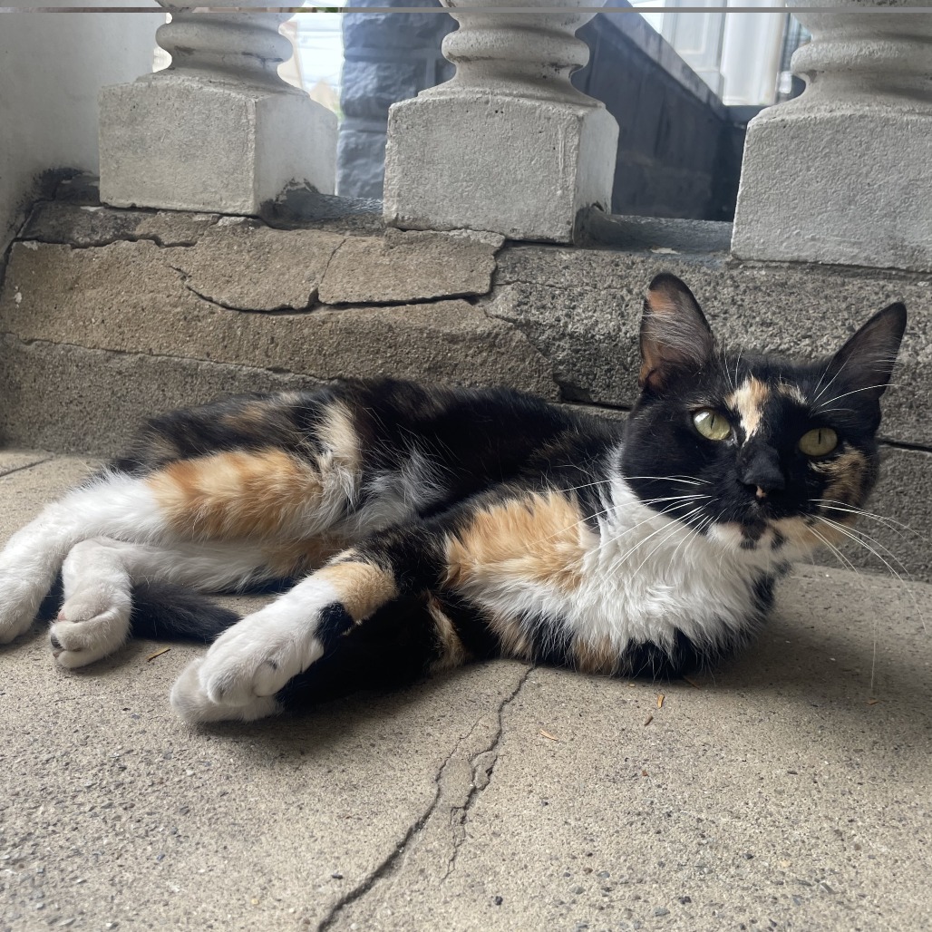 Shelter Stray Female Cat last seen , Animal Care & Control Team of Philly, 111 W Hunting Park Ave, Philadelphia, PA 19140, USA
