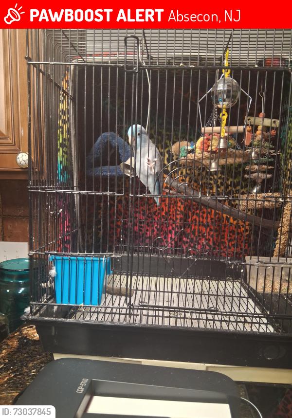 Lost Male Bird last seen Wawa is on other side of street, Absecon, NJ 08205