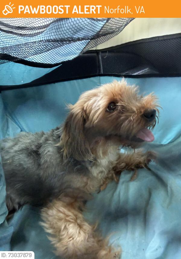 Found/Stray Female Dog last seen Richard Bowling Elementary , Norfolk, VA 23504