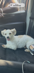 Lost Female Dog last seen Figueroa , Los Angeles, CA 90044